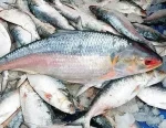 Bangladesh-ilish