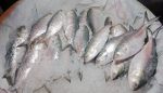 Bangladesh-ilish