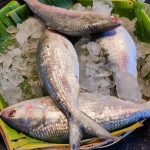 Bangladesh-ilish