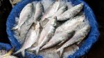 Bangladesh-ilish